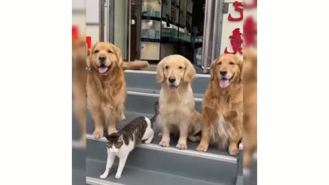 Dog brings cat for family photo