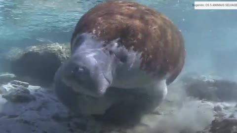 Manatee in extinction in the Amazon Rivers of Brazil.
