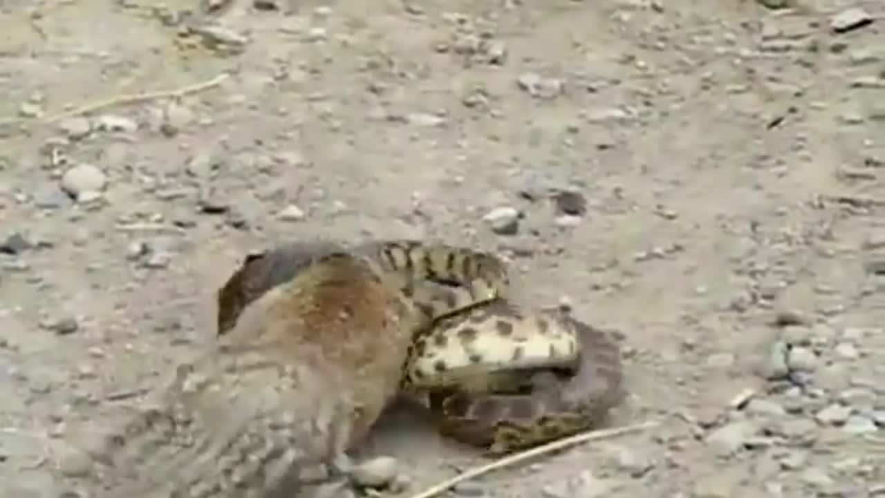 THE COURAGEOUS SQUIRREL IN THE WORLD TRYING TO EAT A SNAKE