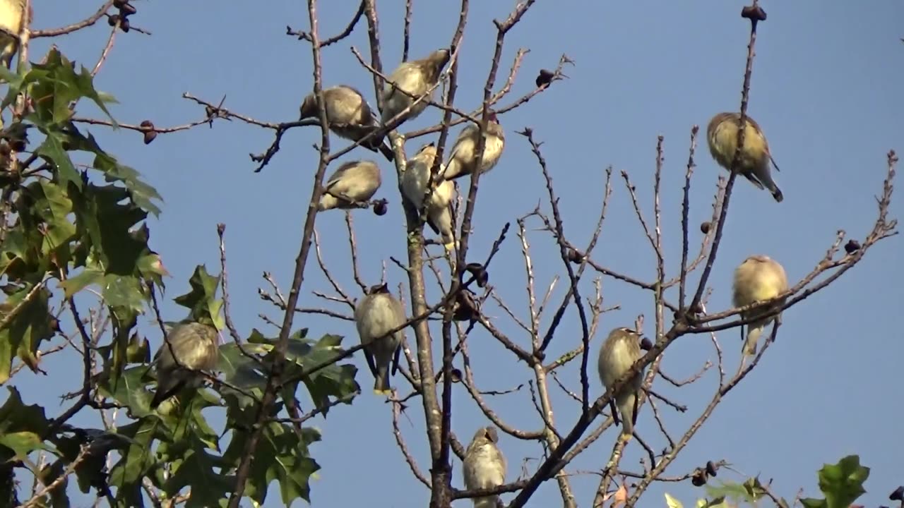 Cedar Waxwings