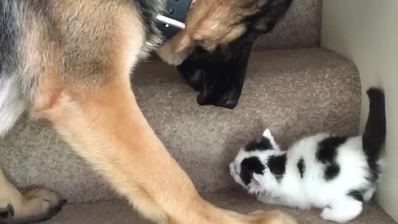 Helpful Pup Carries Foster Kittens Upstairs