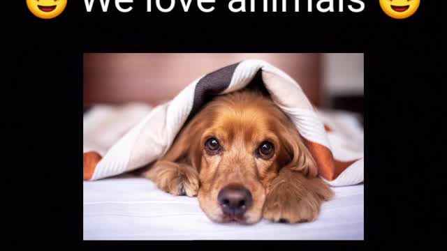 petstuff_n_things