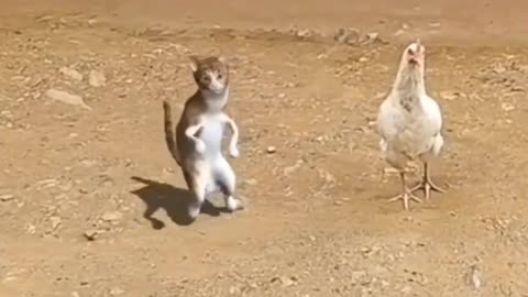 🤣 funny video