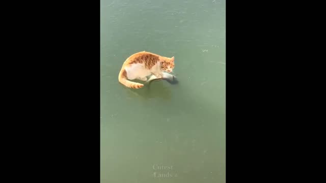 Try Not To Laugh Challenge Funny Cat Dog Vines compilation