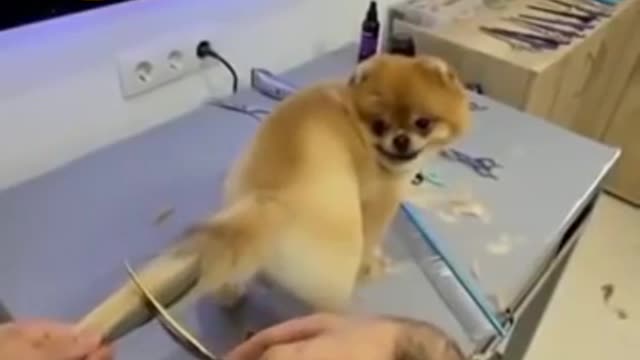 Funny dog tail haircut