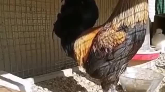 Sajna ft Cock, Chicken sing by Cock, murga #murga funny video