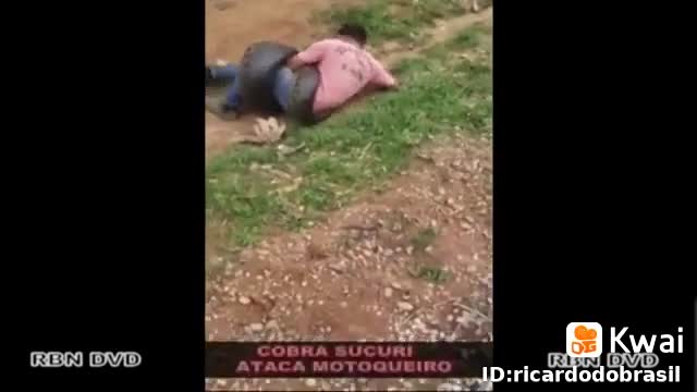 giant anaconda catches boy in Brazil