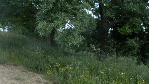 Mountain Vegetation by San Lorenzo de El Escorial, North of Madrid, Spain