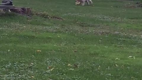 White lab puppy plays with stuffed toy on green grass