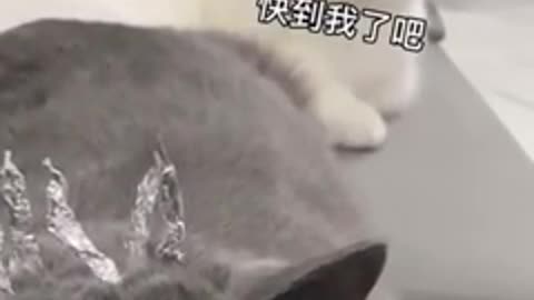 Funny cat video