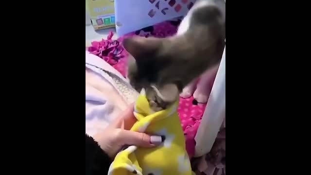 CUTE CATS and DOGS FUNNY ANIMAL VIDEO compilation - ADORABLE PETS 2020