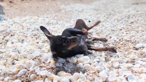 Cute little toy terrier is rolling on seashells beach of sea. High quality 4k footage