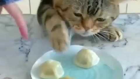 Funny Cat Videos of 2023/🤣🤣Cat Video