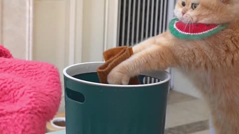 Cat working hard at housework | Cat vs Human