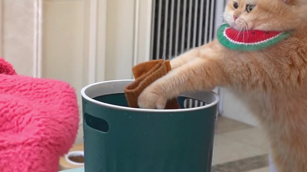 Cat working hard at housework | Cat vs Human