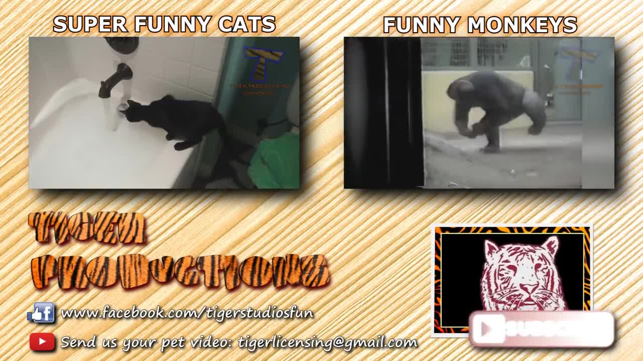 Cute pet and funny animals cocompilation