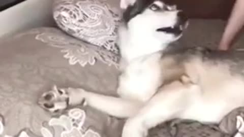 Dog funny video