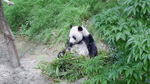 Fender showing eating