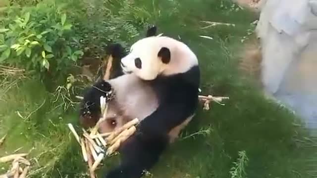 Giant pandas with big stomachs