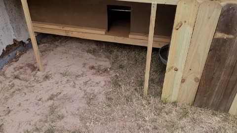 Chicken coop done