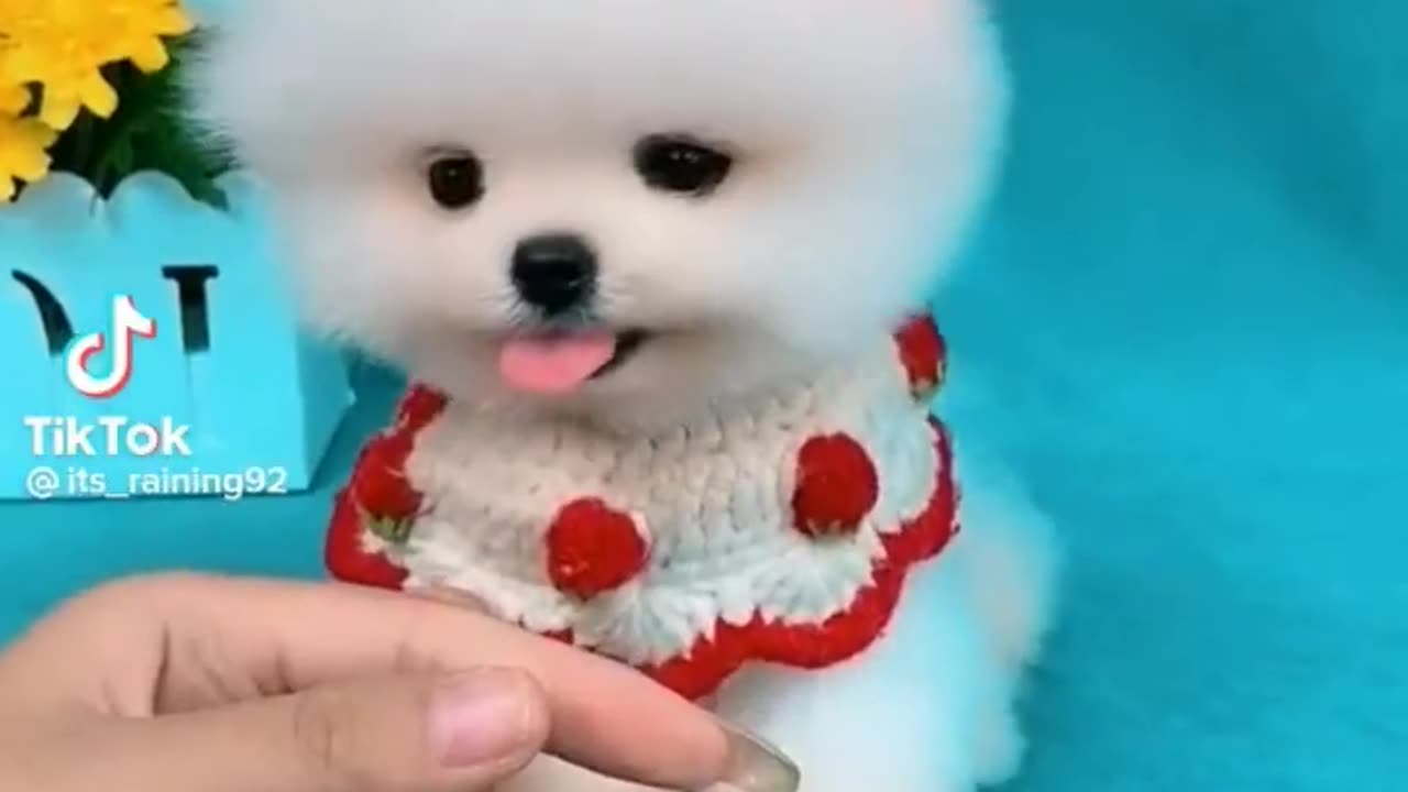 So cute pomeranian puppy😍