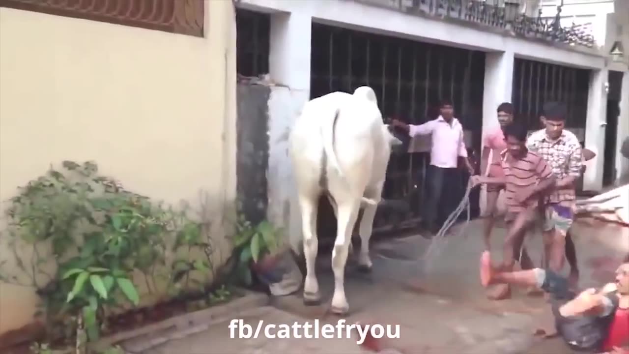 Try not to laugh at these funny animals 🤣😅🤣