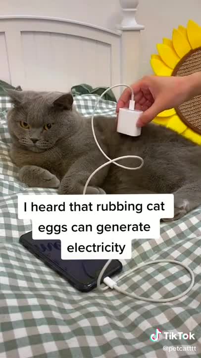 So cute and happy cats videos funny video of cat and dog