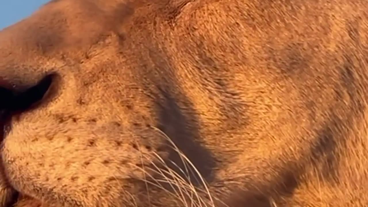 The beautiful face of a lioness