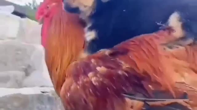 Strong Chicken 💪