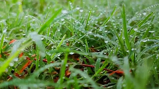 Dew-wet grass 🌱🌷🌱🌱