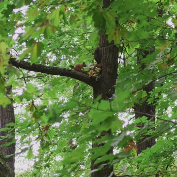 squirrel mating Footage #shorts