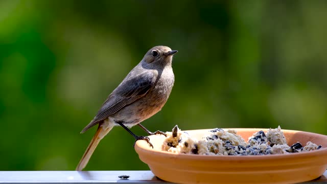 Cute Bird Eating Food