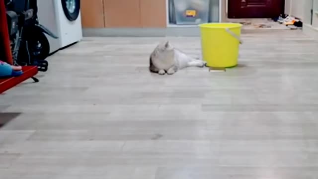 Cute cats playing with botal