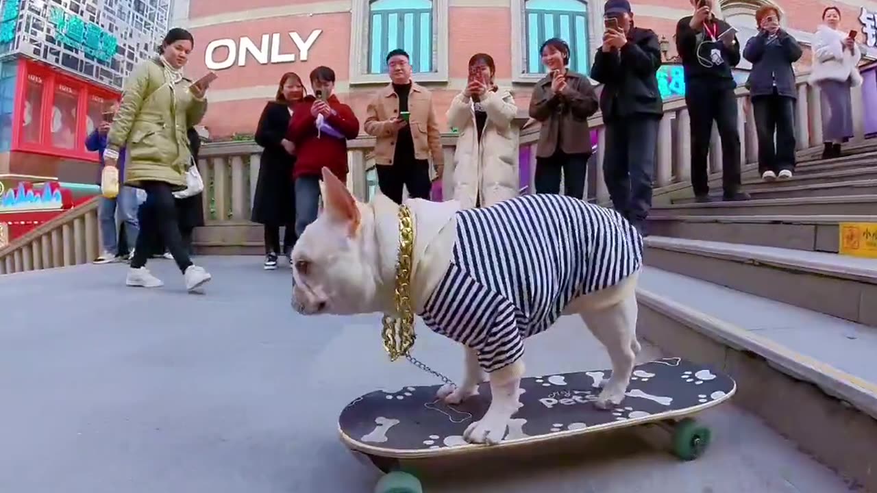 Dogs skateboarding