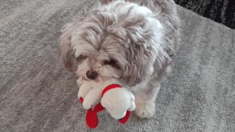 Pushinka playing with her bear