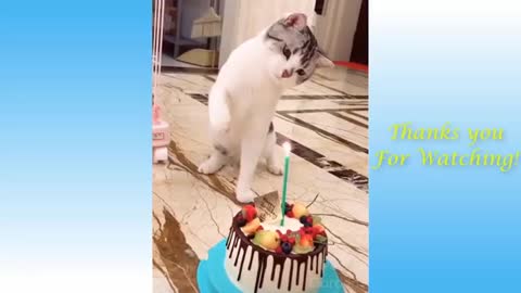 Watch these Cute Pets , Realy Funny & CUTE