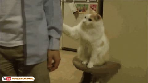 Funny cat reaction