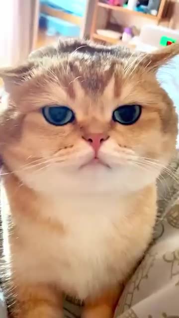 Funny cat expression