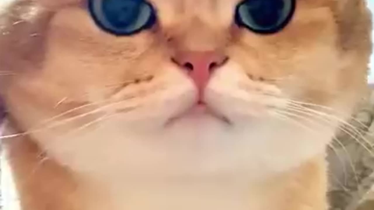 Funny cat expression