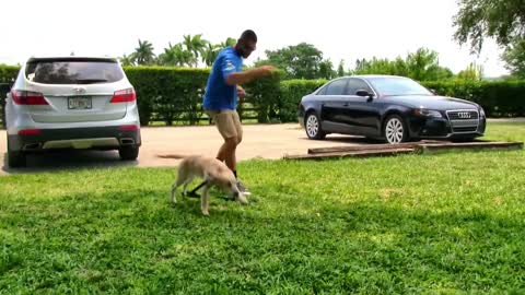 Dog training | Dog entertainment | Everyone need training Dog this video.