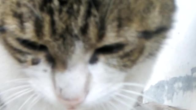 Cat only look into eyes when you speak truth.