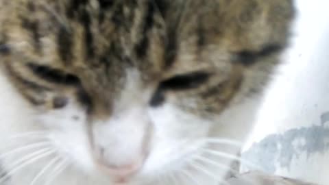 Cat only look into eyes when you speak truth.