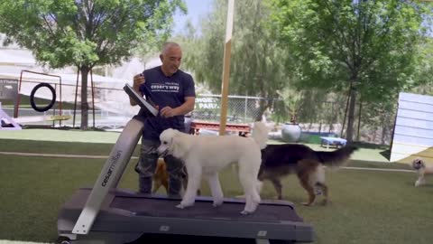 Learn how to manage AGRESSIVE DOGS