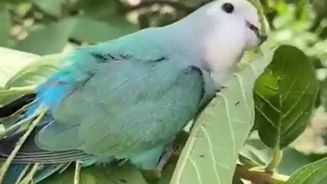 Smart And Funny Parrots Parrot Talking Videos Compilation P1 Super Dogs