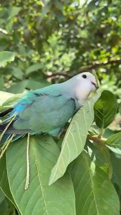 Smart And Funny Parrots Parrot Talking Videos Compilation P1 Super Dogs