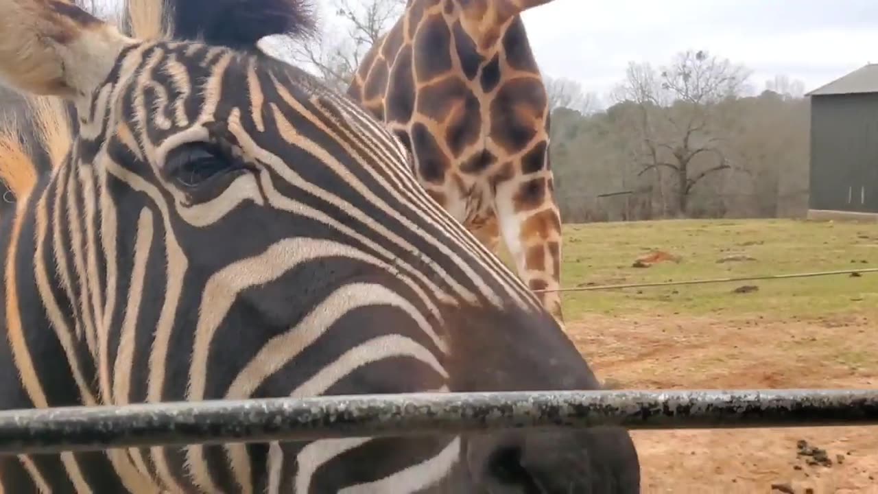 Wildlife Crazy Zebra Giraffe in Georgia