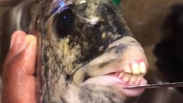 Fish with real teeth