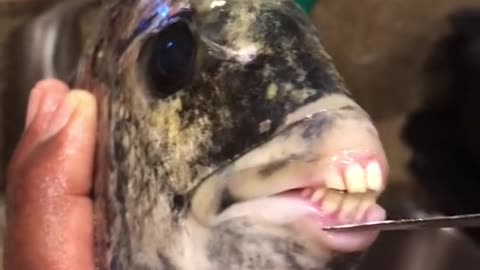 Fish with real teeth