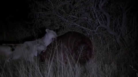 Hippo kills lion in a bloody war-20