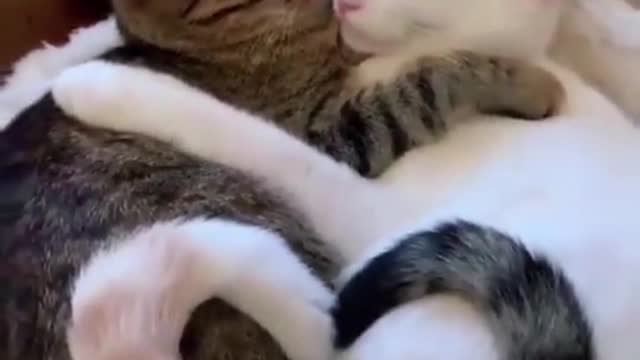 Cats love.Love is in the air